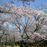 [広見公園の桜もあと数日か]　富士市伝法